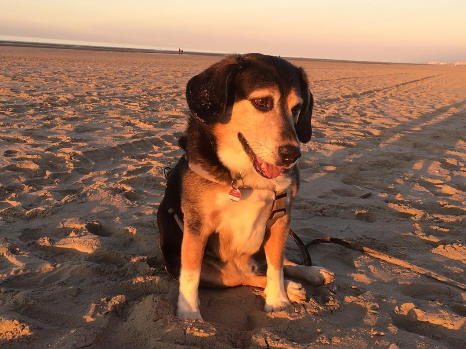 Superdog am Strand